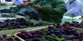Crecen 30% las ventas de uva peruana 