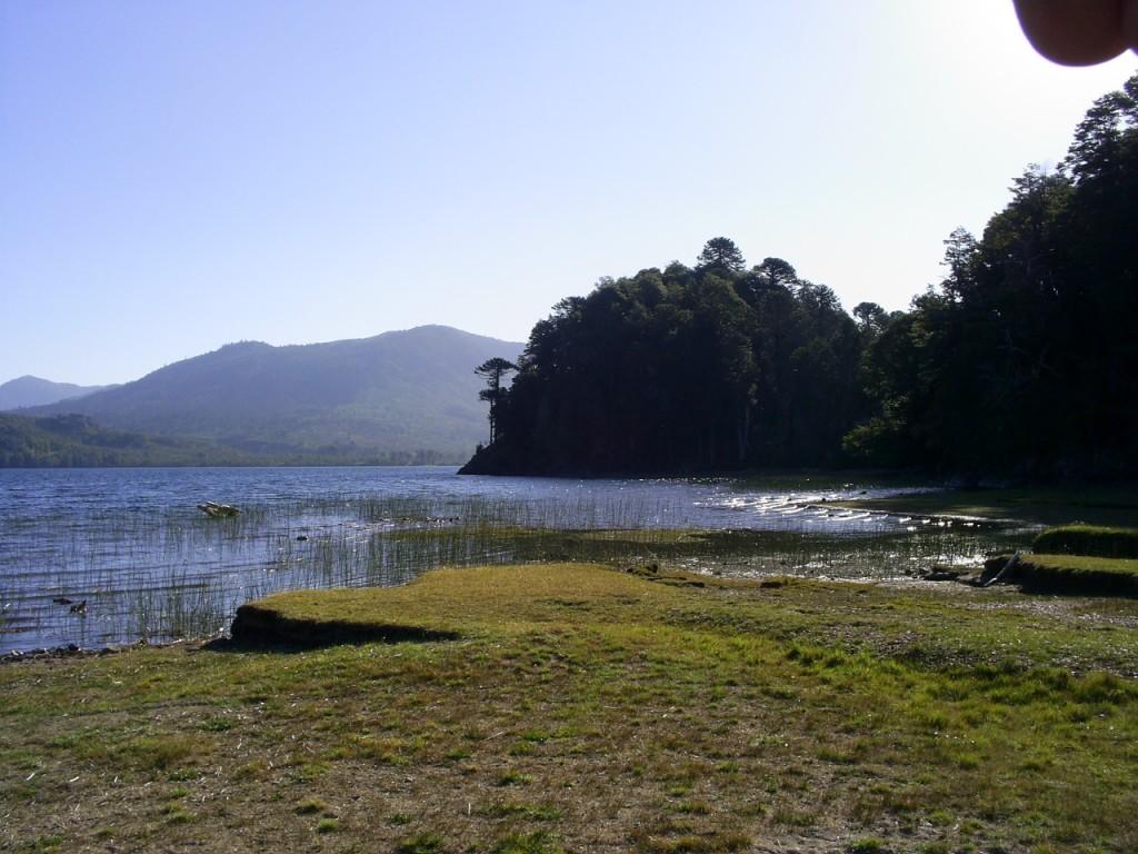 araucarias en el lago orquinco